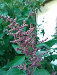 IMG_0446.JPG