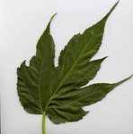 Feuille Morus kagayamae.jpg