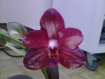 Phalaenopsis ho's black chérub