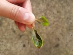 Photo feuilles azalees brunatres