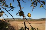 Pyrus spinosa_0081.JPG