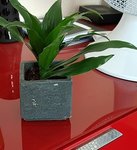 plante_verte.jpg