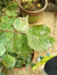 IMG_20171010_165614.jpg