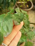 IMG_20171010_165624.jpg