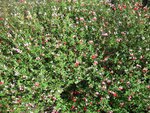 Salvia grahamii blanc-rouge.JPG