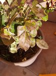 IMG_20171012_163020.jpg