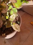 IMG_20171012_163022.jpg