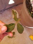 IMG_20171012_163039.jpg