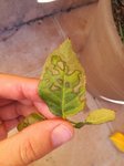 IMG_20171012_163045.jpg