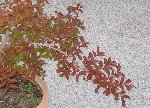 Détail d'une branche