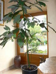avocat-1.jpg
