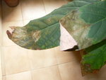 avocat-feuilles.jpg
