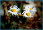 paquerettes-001.JPG
