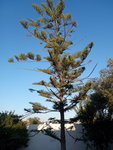 l'arbre