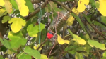 vlcsnap-2017-10-16-09h55m04s533.png
