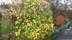 vlcsnap-2017-10-16-09h56m30s809.png