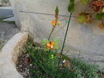 DSC00552-3.jpg