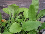 PICT0400_redimensionner.JPG