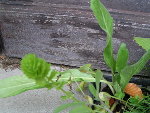 PICT0401_redimensionner.JPG