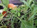 PICT0403_redimensionner.JPG