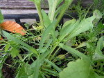 PICT0404_redimensionner.JPG