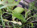PICT0406_redimensionner.JPG
