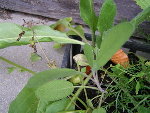 PICT0407_redimensionner.JPG