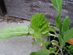 PICT0410_redimensionner.JPG