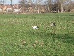 cigogne 2.jpg