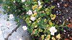 CameraZOOM-20171026112824855.jpg