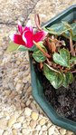 20171101_122406-580x1031.jpg