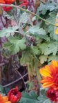 20171101_170248-580x1031.jpg