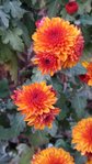 20171101_170238-580x1031.jpg