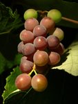 Grappe.jpg