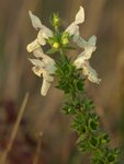 Épiaire droite ( Stachys recta) 2.jpg