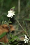 Silene vulgaris.jpg