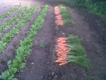 moins belle dans le bas du potager