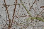 Détail branche