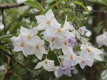 Solanum j. 0167.JPG