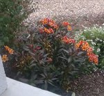 IMG_20171104_223637.jpg
