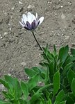 fleur01.jpg