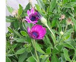 fleur02.jpg