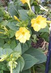 fleur03.jpg