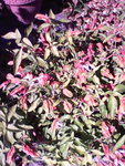 IMG_20170610_165910.jpg