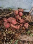 2017 11 13 patate douce (3).jpg