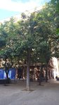 Arbre Valence FCQ 2.jpg