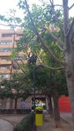 Arbre Valence FCQ 3.jpg