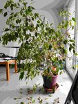 DSCN0708_small.jpg