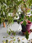 DSCN0709_small.jpg