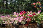 bougain_080820_-(3).jpg